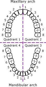 Eric Davis Dental - Interactive Meridian Tooth Body Chart