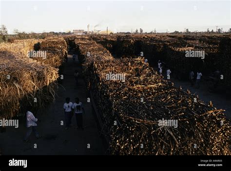 Sugar cane loaded onto railway trucks for the sugar mill at Hacienda ...