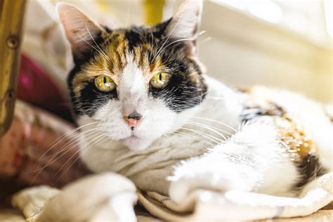 Your Guide to Senior Cat Care | Dr. Elsey's