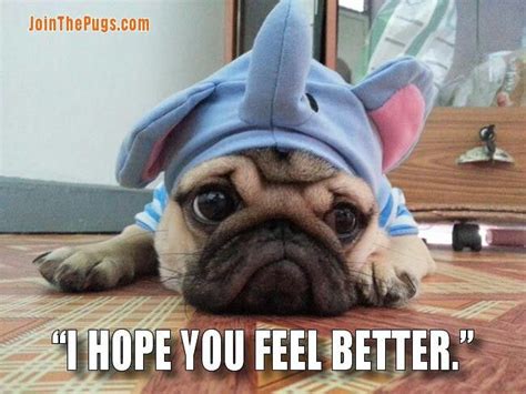 Pin by Vicki Mcgovern on I love pugs | Dog sympathy, Get well soon ...