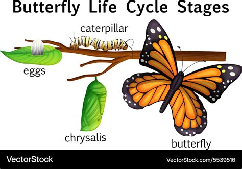 Butterfly life cycle stages Royalty Free Vector Image