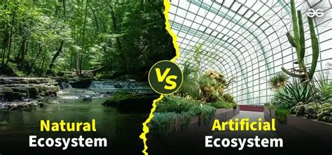 What is a Natural Ecosystem? - Definition, Types & its Examples ...