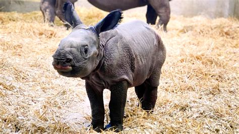 Denver Zoo reveals newborn rhino calf | khou.com