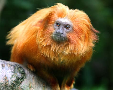 Golden Lion Tamarin Monkey by Michael Bradley / 500px