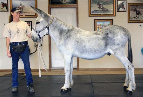 Mule Facts – Mule, Donkey & Horse Training with Meredith Hodges