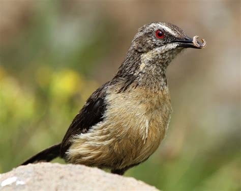 Drakensberg Birding - Bird watching paradise - Antbear Lodge