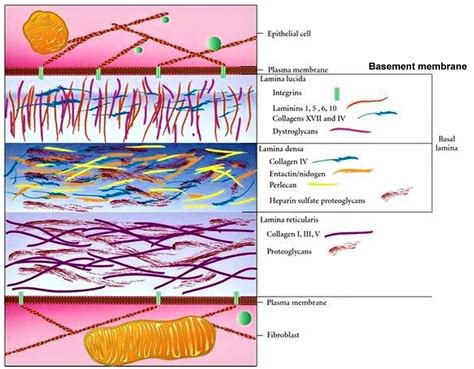 Basement membrane, basement membrane structure and function