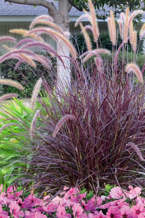 Purple Fountain Grass Fall Color Ornamental 1 Live Plant Clumping Fast ...