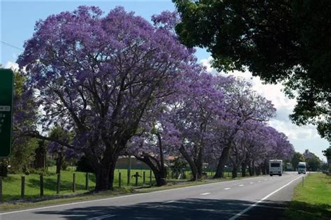 Grafton, NSW, Jacaranda Festival in November, a fabulous celebration in ...