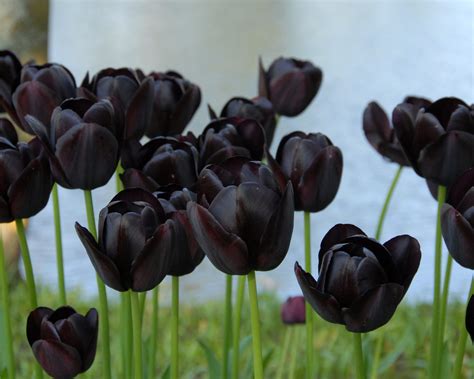 Tulip 'Queen of Night' bulbs — Buy online at Farmer Gracy UK