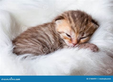 Cute Baby Kittens Sleeping