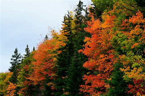 Viva la Voyage: Fall Colors on Cape Breton Island