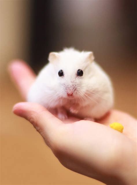 Winter White Hamster Facts - Everything You Need To Know