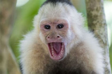 Panama Monkeys Have Begun Using Rocks as Tools | Fortune