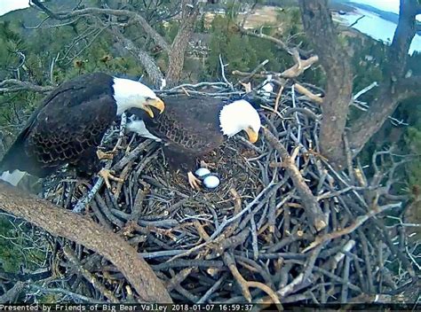 Big Bear Bald Eagle Eggs To Hatch: WATCH | Banning, CA Patch