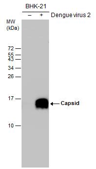 Anti-Dengue virus Capsid protein antibody (GTX103343) | GeneTex