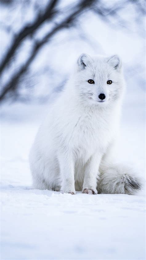 Arctic fox Wallpaper 4K, White wolf, Iceland, Snow field