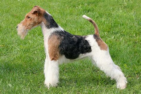 Wire Fox Terrier Dog Breed Information