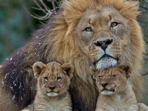 Lion family cute animal . HD wallpaper | Pxfuel