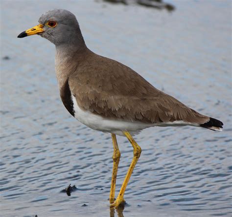 Grey-headed lapwing (Vanellus cinereus)