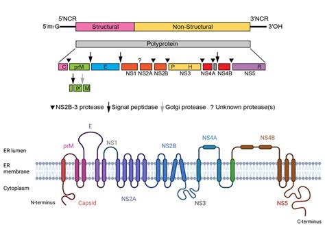 Flavivirus genome structure and chain topology of the translated single ...