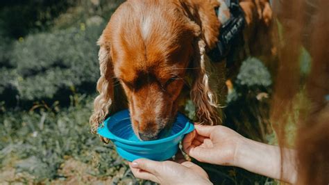 Best dog travel water bottles and bowls