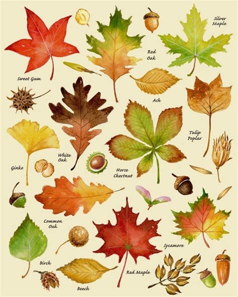 Autumn Leaves Print Leaf Varieties Types of Leaves Seeds