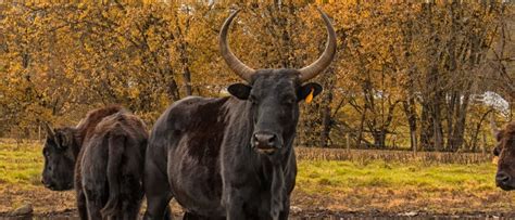 Beefalo - A-Z Animals