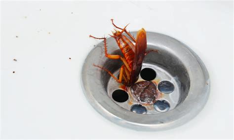 Common bugs in Bathrooms & How to Eradicate Them - Latest Business ...