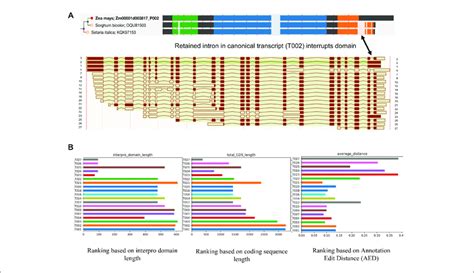 | Alignment and ranking of different isoforms. (A) Gene tree multiple ...