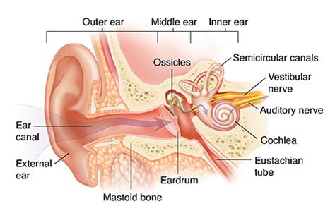 Ear Anatomy Cross Section - Abba Humananatomy