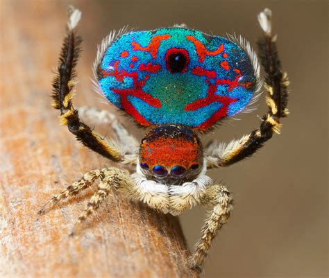 Australia's peacock spiders: So cute, even arachnophobes will love them ...