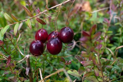 25+ Cranberry Facts - Interesting History, Trivia & Facts About Cranberries