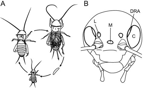 Life cycle and visual organs of the two-spotted cricket G. bimaculatus ...