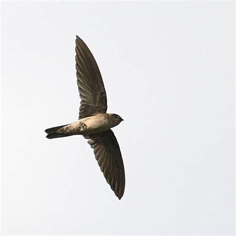 Edible nest swiftlet - Alchetron, The Free Social Encyclopedia