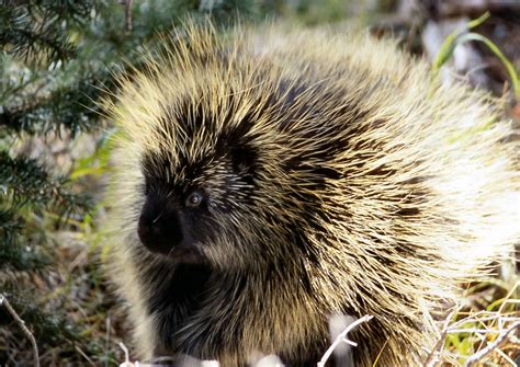 ENCYCLOPEDIA OF ANIMAL FACTS AND PICTURES: PORCUPINE