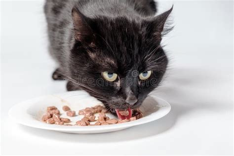 Black cat eat cat food. stock image. Image of beautiful - 109818073