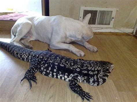 Herptile Spotlight #7: Argentine Black and White Tegu | Pet lizards ...