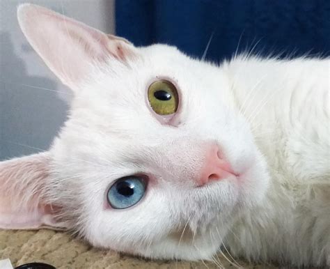 Eris, an albino cat with heterochromia : r/interestingasfuck