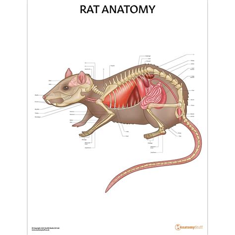 Rat Anatomy Poster | Bones Organs Small Mammal