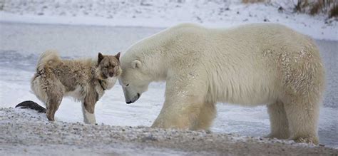 Are Bears Related To Dogs Or Cats