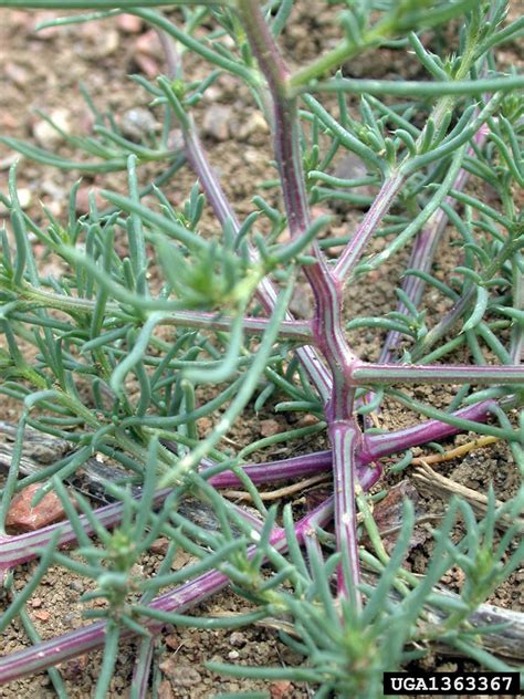 Russian thistle (Salsola tragus)