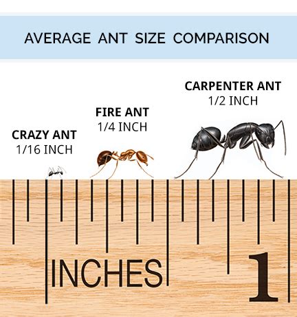 Queen Ant Size Comparison