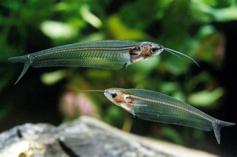 Glass Catfish: The Eye-Catching Transparent Fish Of Freshwater Tanks ...