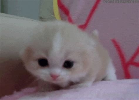 Cute Animal Gifs, cute kitten gif appreciaton post =D