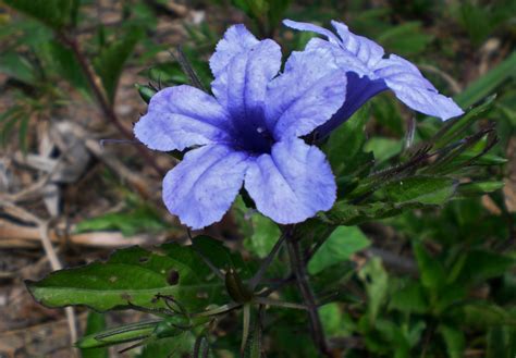 Ruellia tuberosa | Flores colombia