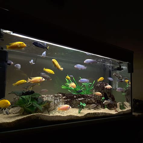 Bunch of 55 gallon aquarium community fish