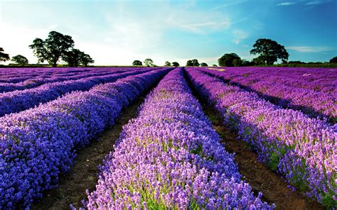 Lavender Field - Wallpaper, High Definition, High Quality, Widescreen