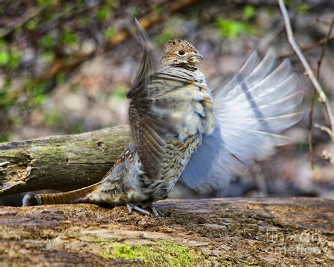 Drumming Ruffed Grouse Photograph by Timothy Flanigan - Fine Art America