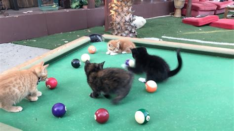 Baby Kittens Playing Pool | FunnyCat.TV